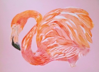 flamingo updated